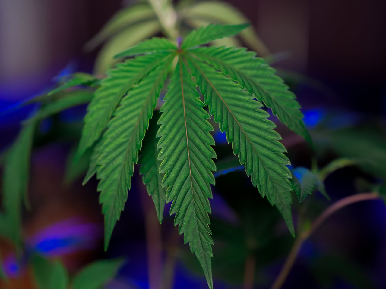 Close-Up Photo of Marijuana Leaves